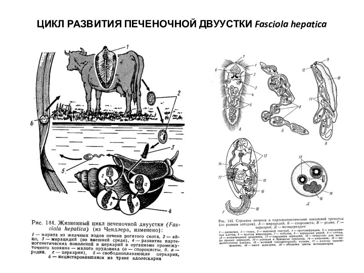 ЦИКЛ РАЗВИТИЯ ПЕЧЕНОЧНОЙ ДВУУСТКИ Fasciola hepatica