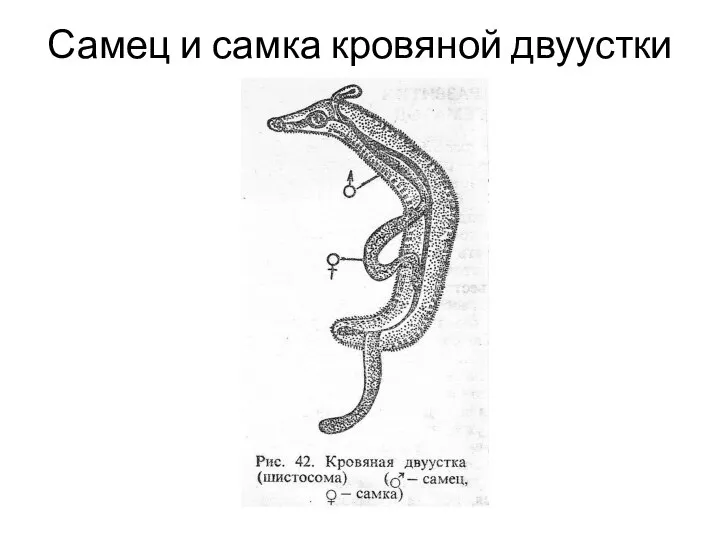 Самец и самка кровяной двуустки