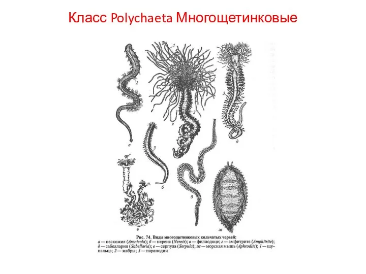 Класс Polychaeta Многощетинковые