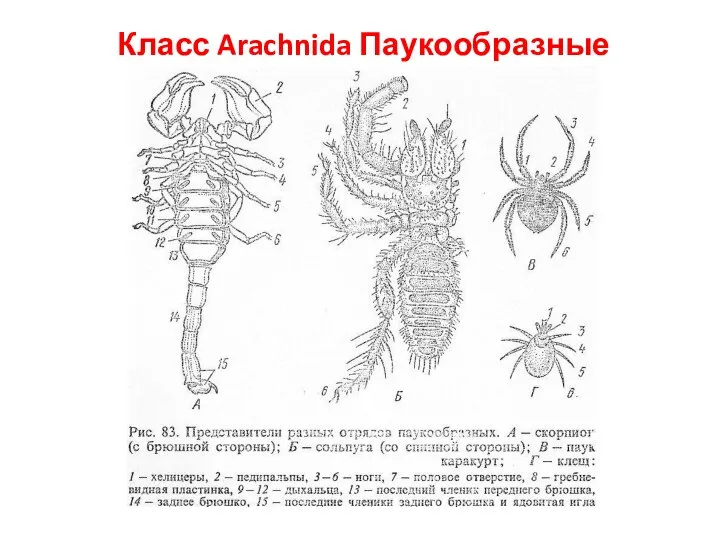 Класс Arachnida Паукообразные