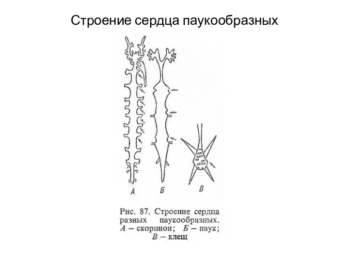 Строение сердца паукообразных