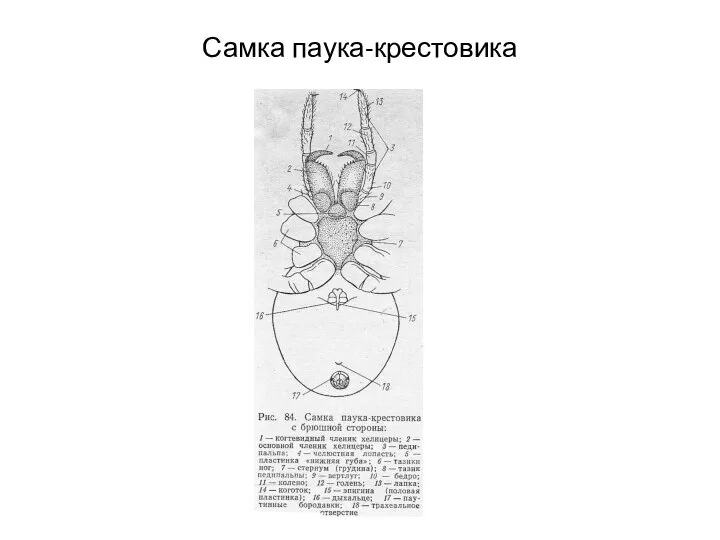 Самка паука-крестовика