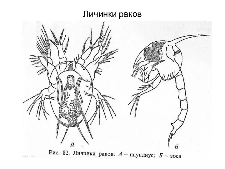 Личинки раков