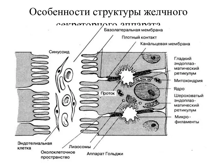 Особенности структуры желчного секреторного аппарата