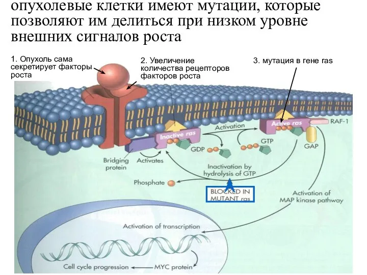 опухолевые клетки имеют мутации, которые позволяют им делиться при низком уровне