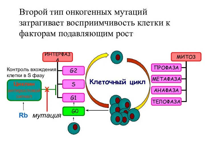 Второй тип онкогенных мутаций затрагивает восприимчивость клетки к факторам подавляющим рост