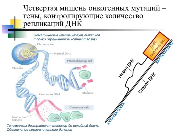 Четвертая мишень онкогенных мутаций – гены, контролирующие количество репликаций ДНК ДНК-полимераза