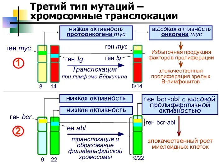 Третий тип мутаций – хромосомные транслокации 8 14 ген myc ген