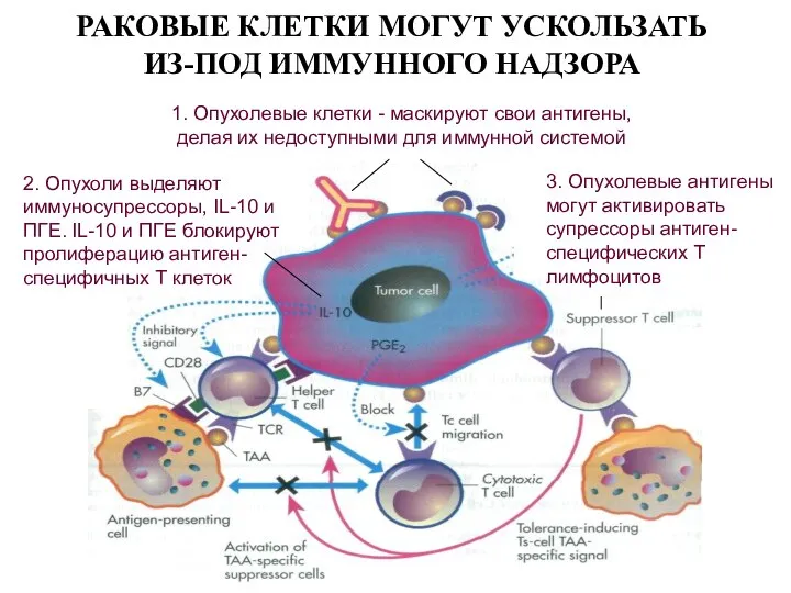 РАКОВЫЕ КЛЕТКИ МОГУТ УСКОЛЬЗАТЬ ИЗ-ПОД ИММУННОГО НАДЗОРА