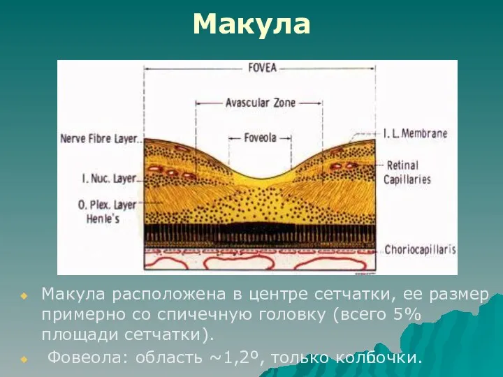 Макула Макула расположена в центре сетчатки, ее размер примерно со спичечную