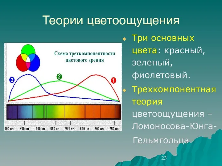 Теории цветоощущения Три основных цвета: красный, зеленый, фиолетовый. Трехкомпонентная теория цветоощущения –Ломоносова-Юнга- Гельмгольца.