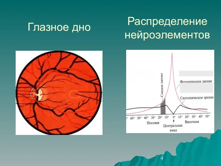 Глазное дно Распределение нейроэлементов