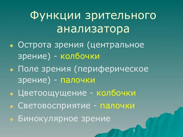 Функции зрительного анализатора Острота зрения (центральное зрение) - колбочки Поле зрения