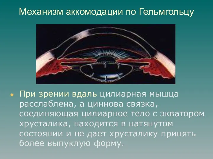 Механизм аккомодации по Гельмгольцу При зрении вдаль цилиарная мышца расслаблена, а