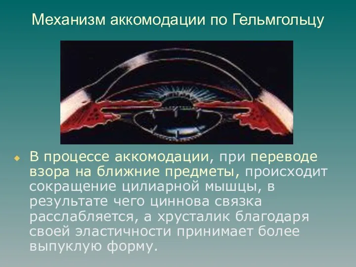 Механизм аккомодации по Гельмгольцу В процессе аккомодации, при переводе взора на