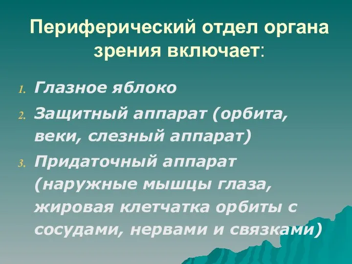 Периферический отдел органа зрения включает: Глазное яблоко Защитный аппарат (орбита, веки,