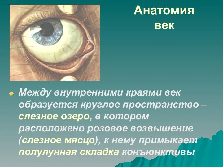 Анатомия век Между внутренними краями век образуется круглое пространство – слезное