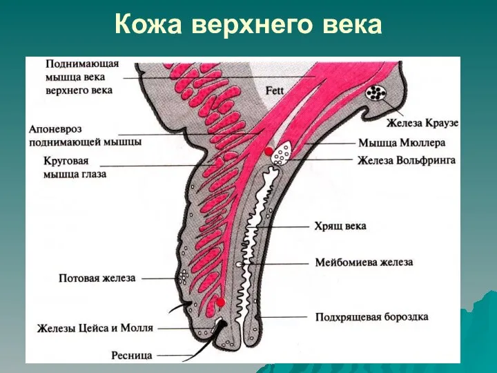 Кожа верхнего века