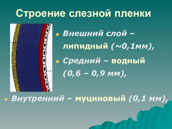 Строение слезной пленки Внешний слой – липидный (~0,1мм), Средний – водный