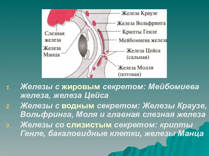 Железы с жировым секретом: Мейбомиева железа, железа Цейса Железы с водным