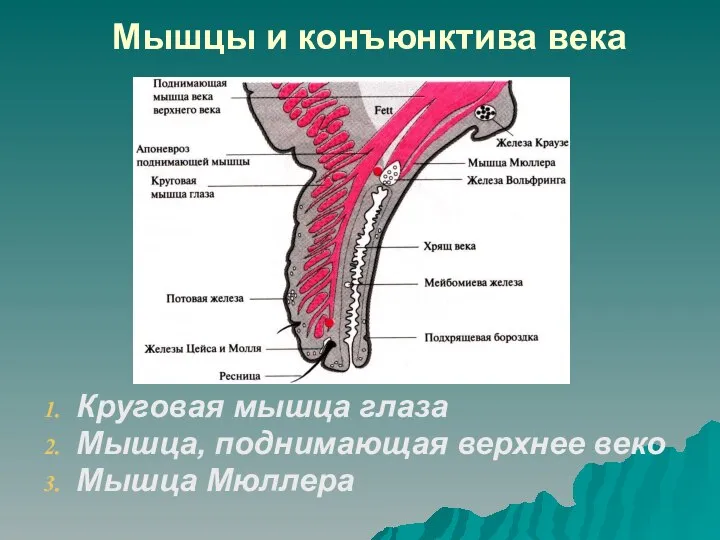 Мышцы и конъюнктива века Круговая мышца глаза Мышца, поднимающая верхнее веко Мышца Мюллера