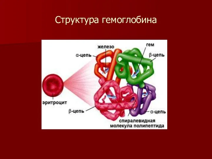 Структура гемоглобина