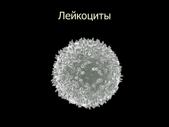 Лейкоциты