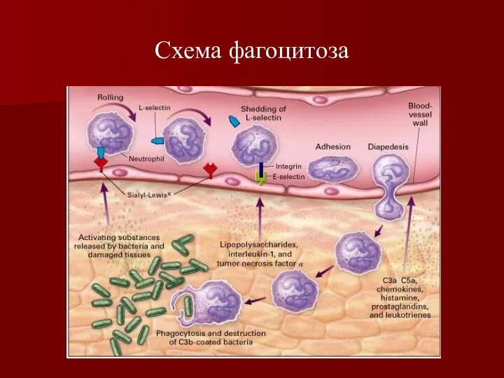 Схема фагоцитоза