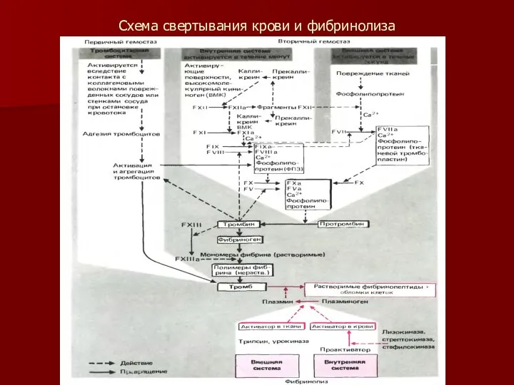 Схема свертывания крови и фибринолиза