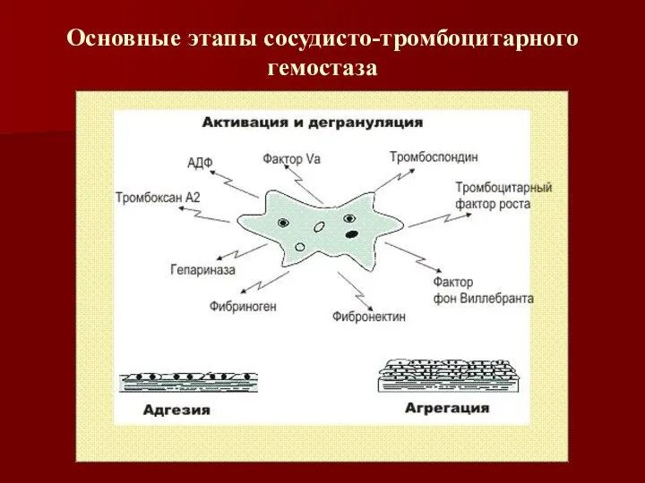 Основные этапы сосудисто-тромбоцитарного гемостаза