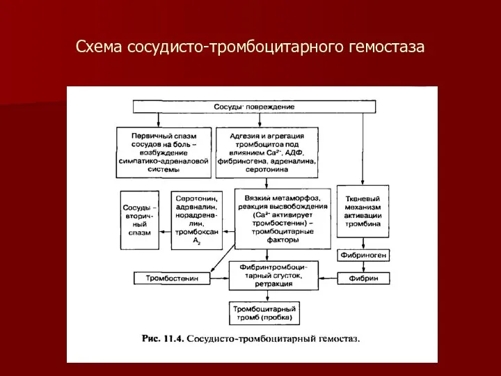 Схема сосудисто-тромбоцитарного гемостаза