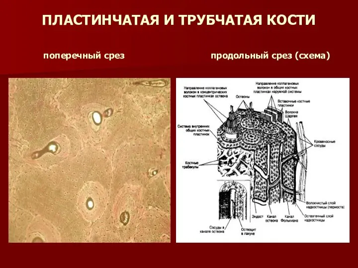 ПЛАСТИНЧАТАЯ И ТРУБЧАТАЯ КОСТИ поперечный срез продольный срез (схема)