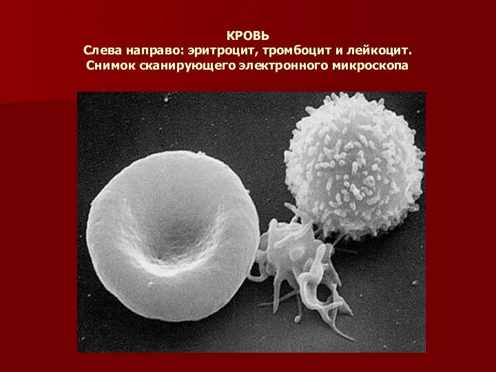 КРОВЬ Слева направо: эритроцит, тромбоцит и лейкоцит. Снимок сканирующего электронного микроскопа