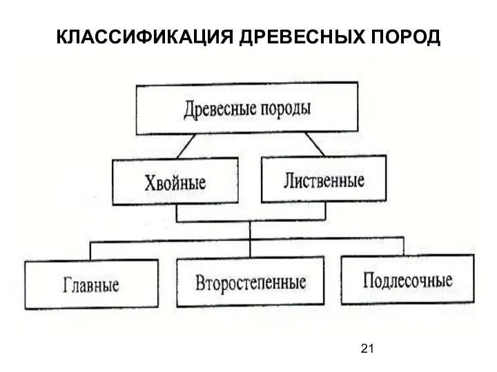 КЛАССИФИКАЦИЯ ДРЕВЕСНЫХ ПОРОД