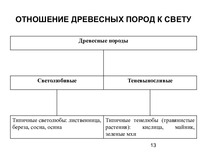 ОТНОШЕНИЕ ДРЕВЕСНЫХ ПОРОД К СВЕТУ