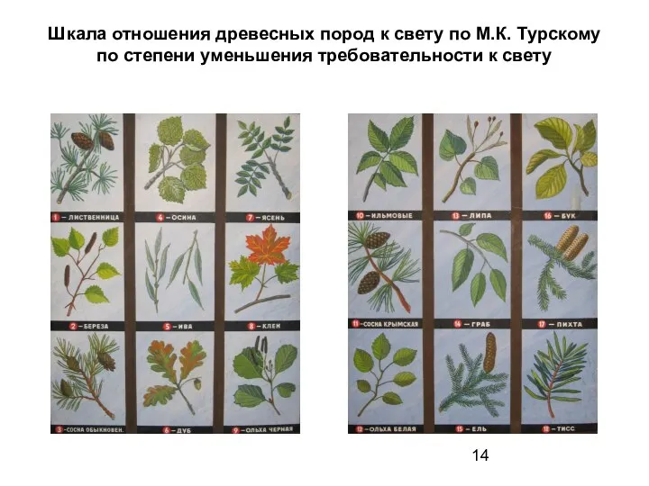 Шкала отношения древесных пород к свету по М.К. Турскому по степени уменьшения требовательности к свету