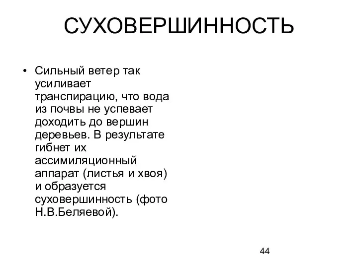 Сильный ветер так усиливает транспирацию, что вода из почвы не успевает