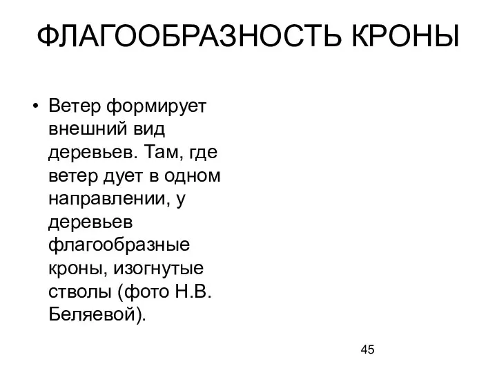 Ветер формирует внешний вид деревьев. Там, где ветер дует в одном