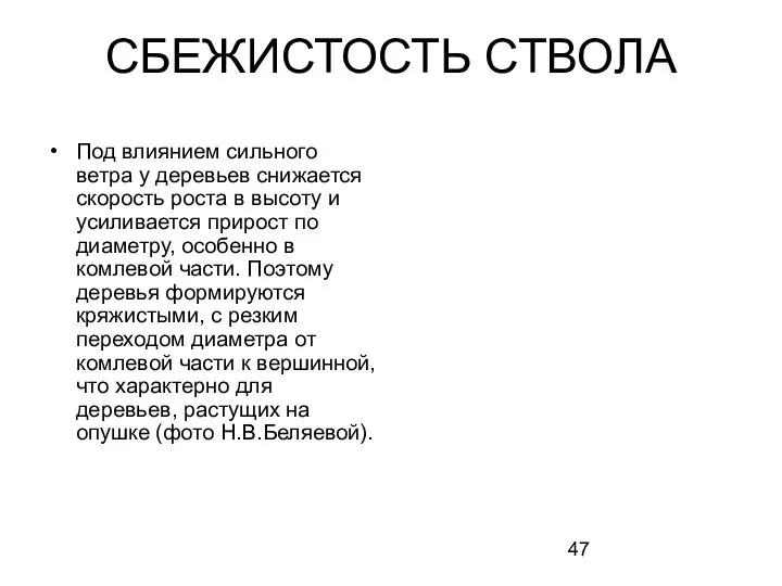 СБЕЖИСТОСТЬ СТВОЛА Под влиянием сильного ветра у деревьев снижается скорость роста