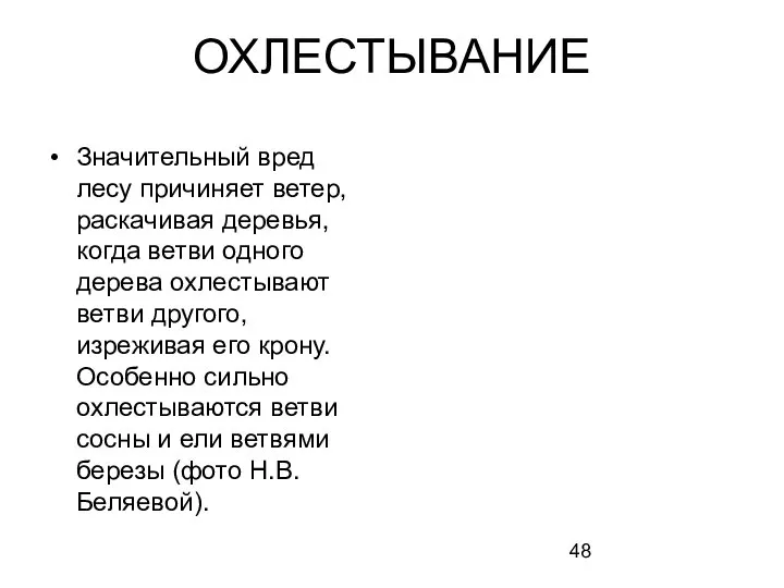 Значительный вред лесу причиняет ветер, раскачивая деревья, когда ветви одного дерева