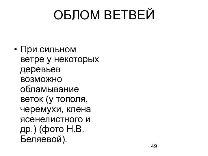 При сильном ветре у некоторых деревьев возможно обламывание веток (у тополя,