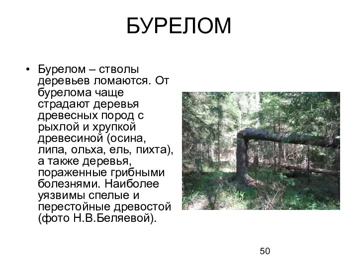 Бурелом – стволы деревьев ломаются. От бурелома чаще страдают деревья древесных