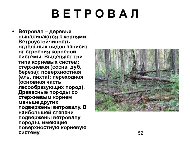 Ветровал – деревья вываливаются с корнями. Ветроустойчивость отдельных видов зависит от