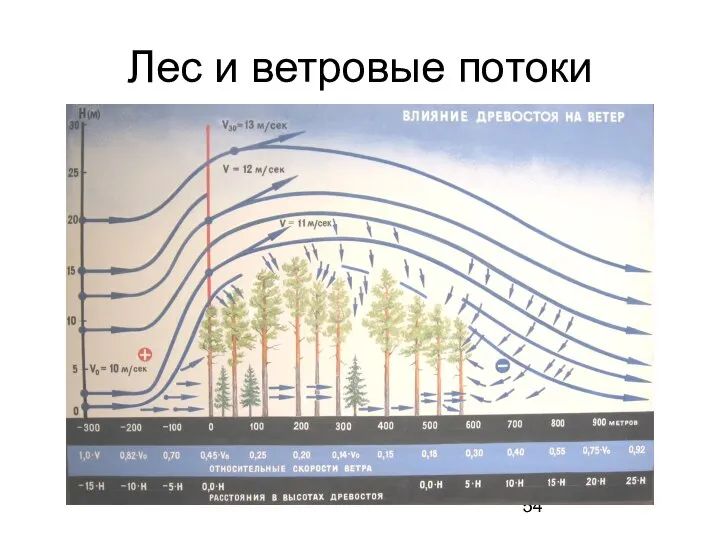 Лес и ветровые потоки