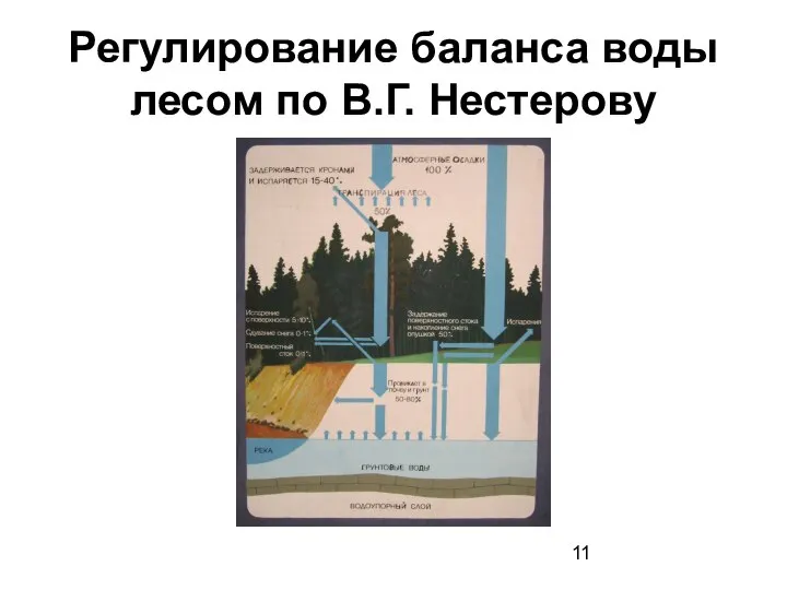 Регулирование баланса воды лесом по В.Г. Нестерову