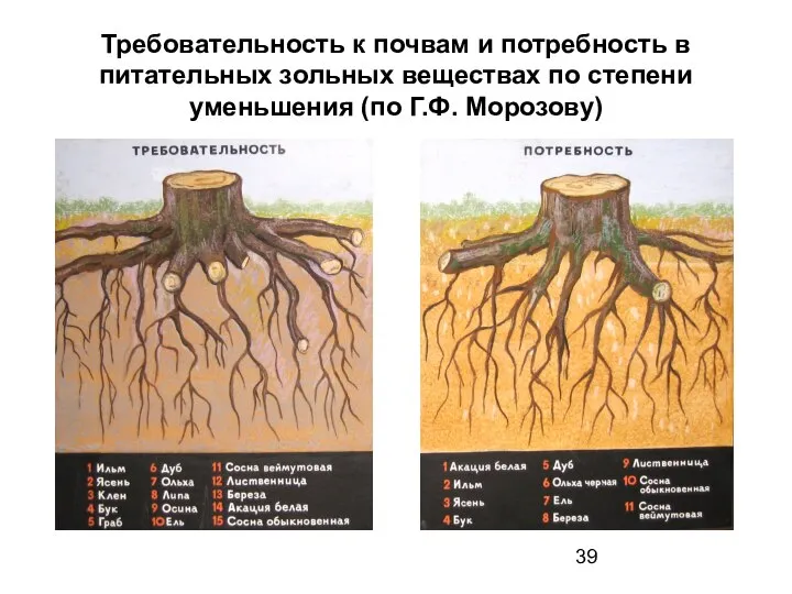 Требовательность к почвам и потребность в питательных зольных веществах по степени уменьшения (по Г.Ф. Морозову)