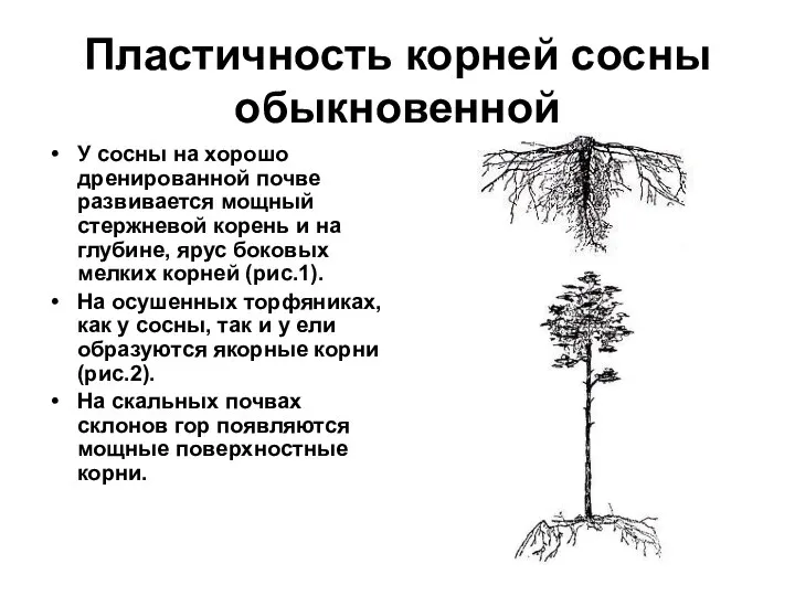 Пластичность корней сосны обыкновенной У сосны на хорошо дренированной почве развивается