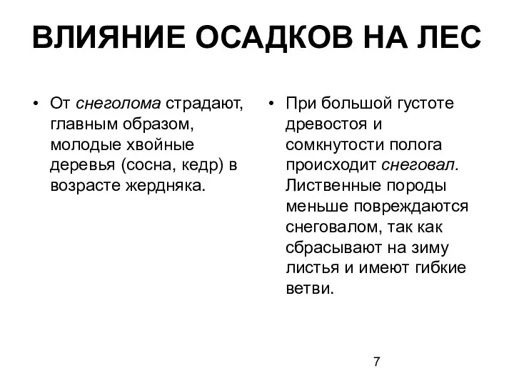 ВЛИЯНИЕ ОСАДКОВ НА ЛЕС От снеголома страдают, главным образом, молодые хвойные