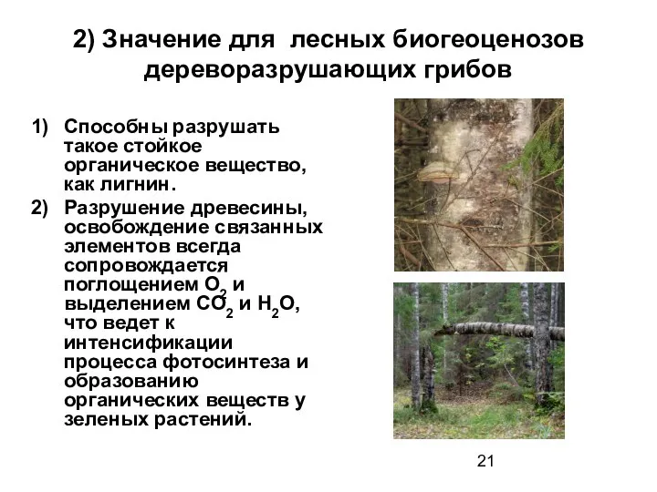 2) Значение для лесных биогеоценозов дереворазрушающих грибов Способны разрушать такое стойкое