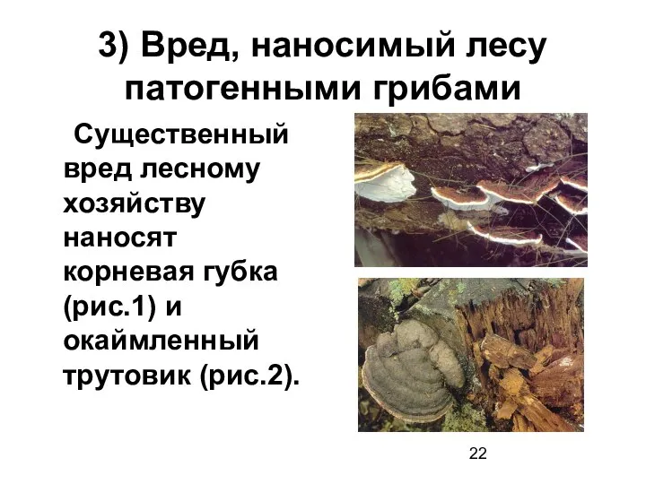 3) Вред, наносимый лесу патогенными грибами Существенный вред лесному хозяйству наносят